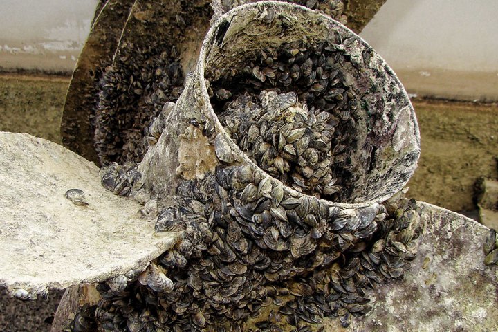 Zebra Mussels: What You Can Do to Help